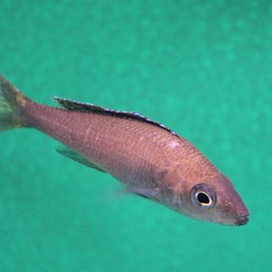 Sardine cichlid - Cyprichromis leptosoma Mpulungu - female