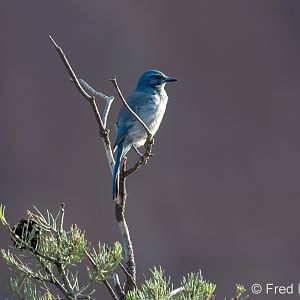 woodhouses scrub jay