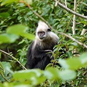 White-headed langur
