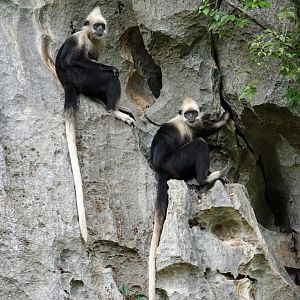 White-headed langurs