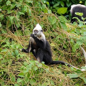 White-headed langurs