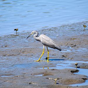White-faced Heron (Egretta novaehollandiae)