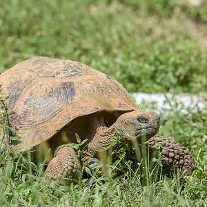 Galapagos Giant Tortoise