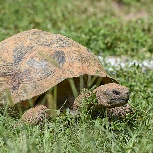 Galapagos Giant Tortoise