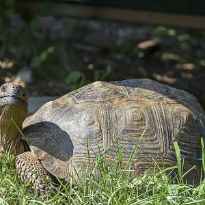 Galapagos Giant Tortoise