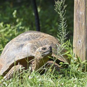 Galapagos Giant Tortoise
