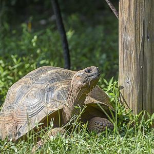 Galapagos Giant Tortoise