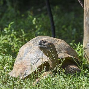 Galapagos Giant Tortoise