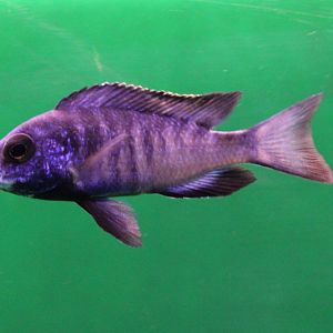 White lips Malawi - Plaidochromis phenochilus Mdoka