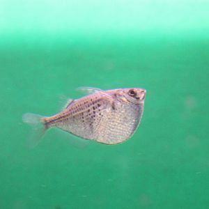 Spotted hatchetfish - Gasteropelecus maculatus