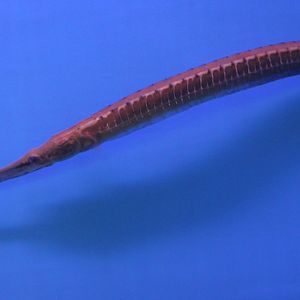 Long-snouted freshwater pipefish - Doryichthys boaja
