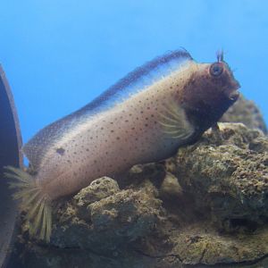 Blenny ID - Ecsenius species