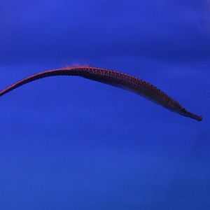 Long-snouted freshwater pipefish - Doryichthys boaja