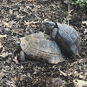 Spur-thighed/greek tortoise