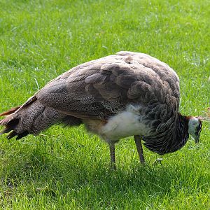 Free-ranging female Blue peafowl (Pavo cristatus), 2021-09-02