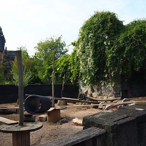 Indian crested porcupine exhibit, 2021-09-02