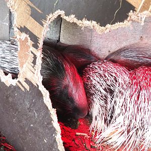 Indian crested porcupines (Hystrix indica), 2021-09-02