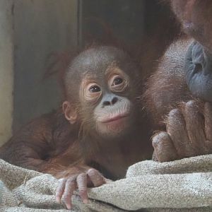 Baby Sumatran orangutan (Pongo abelii), 2021-09-02