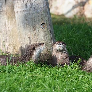 Asian small-clawed otters (Aonyx cinerea), 2021-09-02