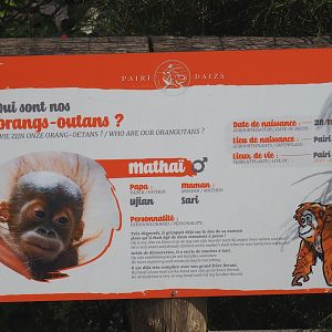 Sumatran orangutan identification signage,  2021-09-02