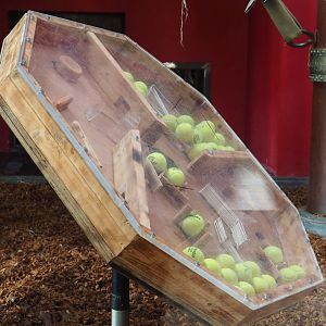 Sumatran orangutan enrichment table, 2021-09-02