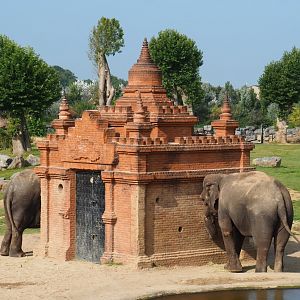 Themed Asian elephant enrichment structured, 2021-09-02