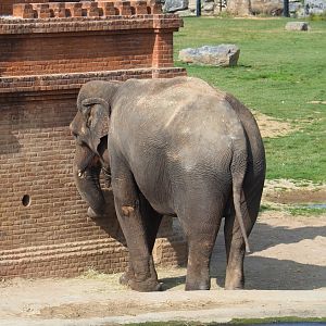 Asian elephant (Elephas maximus), 2021-09-02