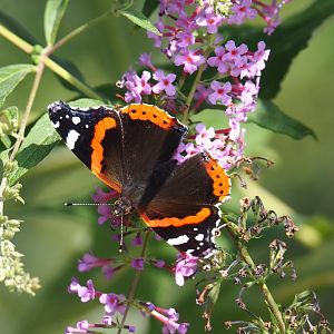Wild Red admiral (Vanessa atalanta), 2021-09-02