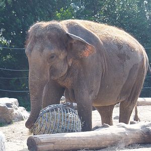 Asian elephant (Elephas maximus), 2021-09-02
