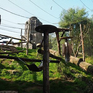 Javan leopard exhibit, 2021-09-02