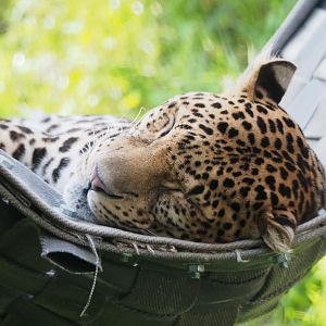 Javan leopard (Panthera pardus melas), 2021-09-02