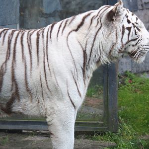 White tiger (Panthera tigris), 2021-09-02