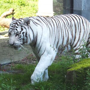 White tiger (Panthera tigris), 2021-09-02