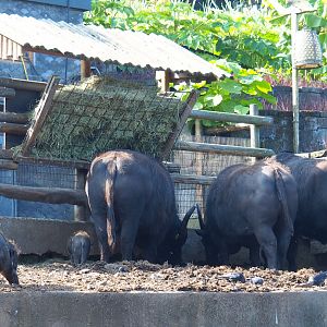 Domestic water buffaloes (Bubalus bubalis) and Negros Visayan warty pigs (Sus cebifrons negrinus), 2021-09-02