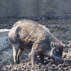 Negros Visayan warty pig (Sus cebifrons negrinus), 2021-09-02