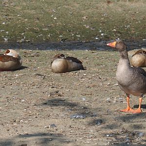 Wild Greylag goose (Anser anser anser) and Feral Egyptian geese (Alopochen aegyptiaca), 2021-09-02