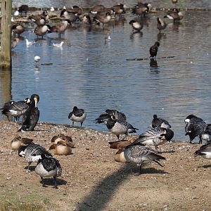 Wild Barnacle geese (Branta leucopsis), Wild Great cormorant (Phalacrocorax carbo) and Feral Egyptian geese (Alopochen aegyptiaca) and  2021-09-02