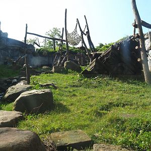 Sulawesi crested macaque, 2021-09-02