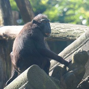 Sulawesi crested macaque (Macaca nigra), 2021-09-02