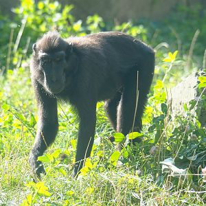 Sulawesi crested macaque (Macaca nigra), 2021-09-02