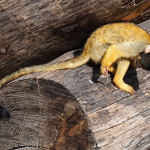 Bolivian squirrel monkey (Saimiri boliviensis boliviensis), 2021-09-02