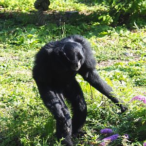 Siamang (Symphalangus syndactylus), 2021-09-02