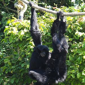 Siamangs (Symphalangus syndactylus), 2021-09-02