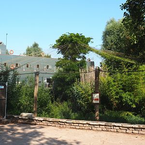 Shoebill aviary, 2021-09-02