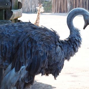 Ostrich (Struthio camelus), 2021-09-02