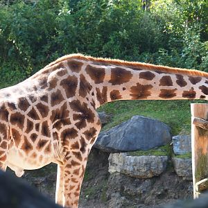 Rothschild's giraffe (Giraffa camelopardalis rothschildi), 2021-09-02
