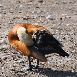 Ruddy shelduck (Tadorna ferruginea), 2021-09-02