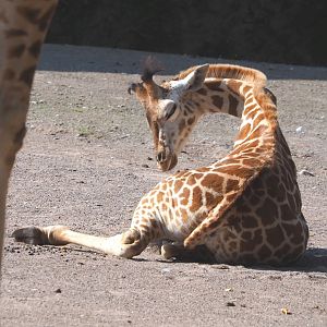 Juvenile Rothschild's giraffe (Giraffa camelopardalis rothschildi), 2021-09-02
