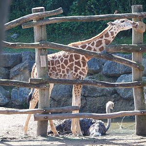Juvenile Rothschild's giraffe (Giraffa camelopardalis rothschildi), 2021-09-02