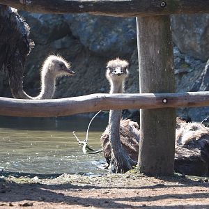 Common ostrich (Struthio camelus) in muddy pool, 2021-09-02